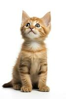 AI generated Playful funny kitten looking up isolated on a white background. AI Generated photo