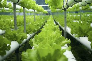 AI generated Hydroponic lettuce growing. AI Generated photo