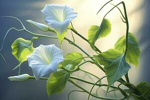 AI generated Morning Glory vine unfurling its delicate petals in the morning light. AI Generated photo