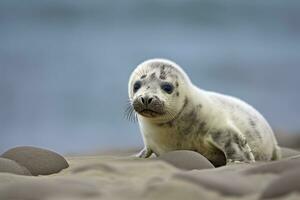 AI generated Harbor seal cub. AI Generated photo
