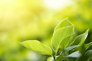 ai generado naturaleza de verde hoja en un jardín en verano debajo luz de sol. primavera antecedentes. ai generado foto