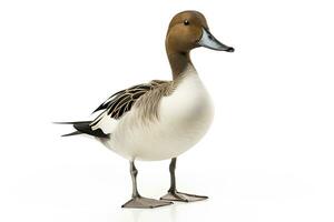 AI generated Northern pintail isolated on white background. AI Generated. photo