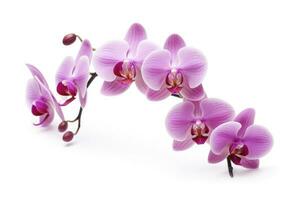 AI generated Pink Orchid isolated on white background. AI Generated photo