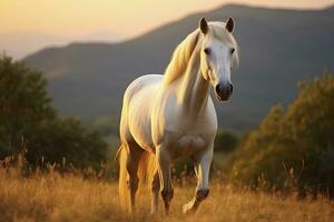 ai generado blanco caballo o yegua en el montañas a puesta de sol. ai generado foto