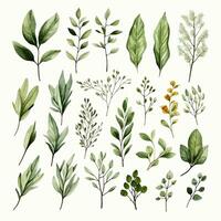 AI generated Collection of watercolor herbs clipart on white background. AI Generated photo