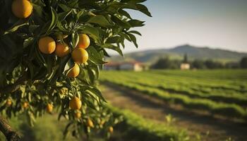 AI generated An orange tree is in the foreground with a farm field background. Generative AI photo