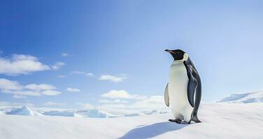 AI generated Penguin standing in Antarctica looking into the blue sky. AI Generated photo