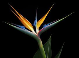 AI generated Bird of paradise flower isolated on black background. AI Generated photo