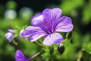 AI generated Geranium wilfordii flower. AI Generated photo