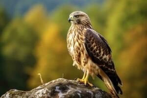 AI generated Hawk sitting on rock looking for prey. AI Generated photo