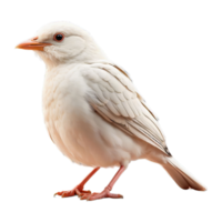 AI generated pale bird isolated on transparent background png