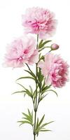 AI generated Peony isolated on white background. AI Generated photo