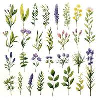 AI generated Collection of watercolor herbs clipart on white background. AI Generated photo