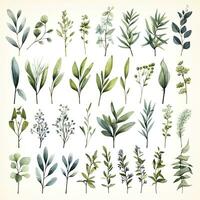 AI generated Collection of watercolor herbs clipart on white background. AI Generated photo