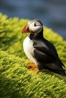 AI generated Puffin bird on a green grass patch. AI Generated photo