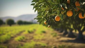 AI generated An orange tree is in the foreground with a farm field background. Generative AI photo