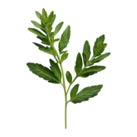 AI generated Fresh herb isolated on transparent background png