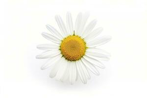 AI generated Common daisy isolated on white background. AI Generated photo