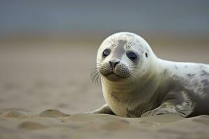 AI generated Harbor seal cub. AI Generated photo