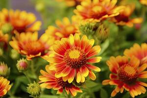 ai generado gaillardia o cobija flor. brillante y vistoso sombras de calentar tonos ai generado foto