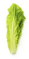 AI generated Lettuce isolated on white background. AI Generated photo