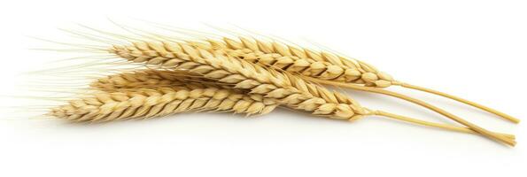 AI generated Wheat ears isolated on white background. AI Generated. photo