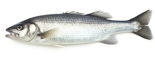 AI generated One fresh sea bass fish isolated on white background. AI Generated. photo