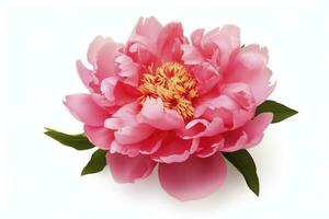 AI generated Peony isolated on white background. AI Generated photo