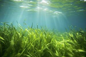 ai generado submarino ver de un grupo de fondo del mar con verde pastos marinos. ai generado foto