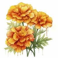 AI generated Watercolor autumn marigold flowers with raindrops on white background. AI Generated photo