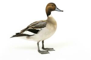 AI generated Northern pintail isolated on white background. AI Generated. photo