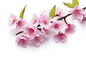 AI generated Sakura flowers isolated on white background. AI Generated photo