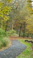 The beautiful autumn view with the colorful leaves on the trees photo