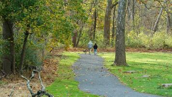 The colorful and beautiful leaves on the trees in autumn photo