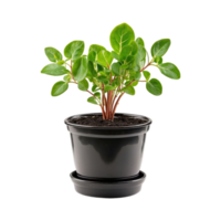 AI generated Potted plant seedlings isolated on transparent background png