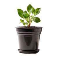 AI generated Potted plant seedlings isolated on transparent background png