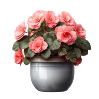 AI generated Pot with a begonia isolated on transparent background png