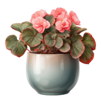 AI generated Pot with a begonia isolated on transparent background png