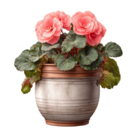 AI generated Pot with a begonia isolated on transparent background png