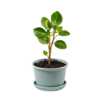 AI generated Potted plant seedlings isolated on transparent background png