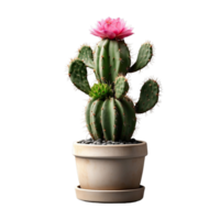 ai généré mis en pot cactus plante isolé sur transparent Contexte png