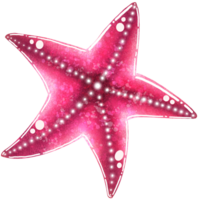 A pink star fish. png