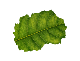 North Macedonia map made of green leaves ecology concept png