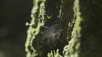 grande telaraña , en un árbol, en Mañana Rocío, con natural fondo, muy sólido telaraña foto