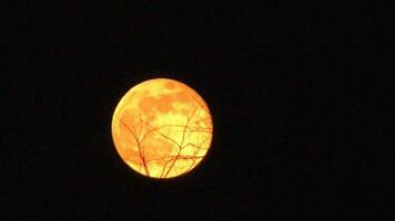 maan aan de nachtelijke hemel video