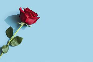 ai generado rojo Rosa flor en azul antecedentes. romántico San Valentín fiesta concepto. ai generado foto