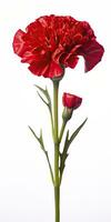 AI generated Red Carnation isolated on white background. AI Generated photo