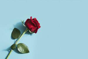 AI generated Red rose flower on blue background. Romantic Valentine's holiday concept. AI Generated photo