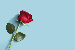 AI generated Red rose flower on blue background. Romantic Valentine's holiday concept. AI Generated photo