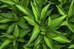 ai generado un planta con un montón de grande verde hojas. ai generado foto